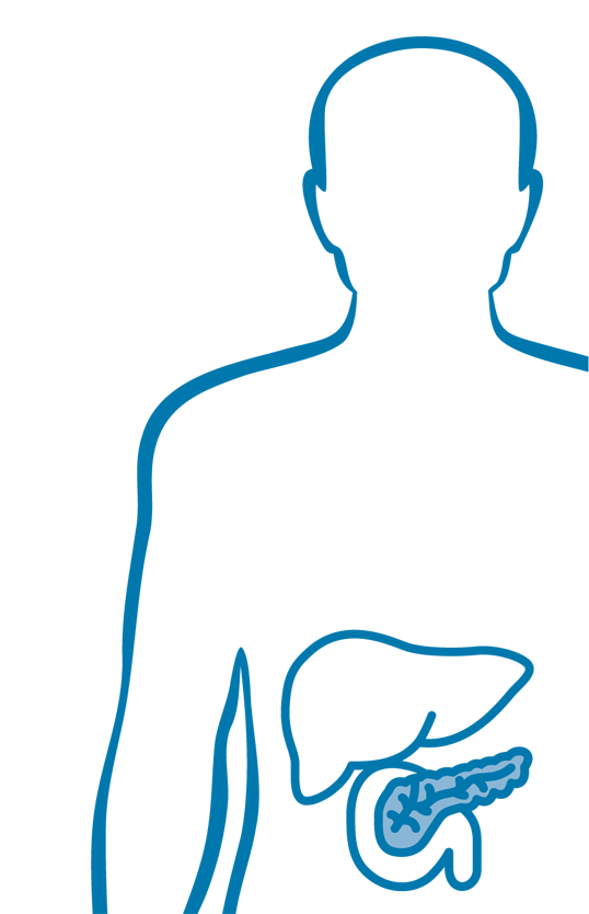 Bauchspeicheldrüse / Pankreas