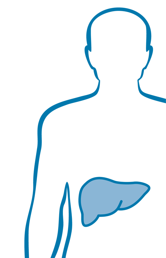Leber und Gallenblase