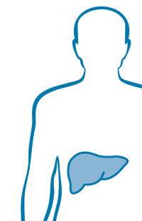 Leber und Gallenblase